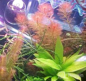 img 5 attached to Живые аквариумные растения - GreenPro Red Myriophyllum Mattogrossense Tissue Culture для пресноводного фона