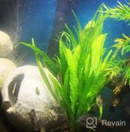 img 1 attached to 🌿 Enhance Your Freshwater Fish Tank with Greenpro Java Fern on Driftwood Live Aquarium Plants review by Peter Caw