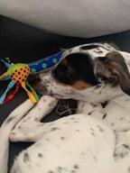 img 1 attached to Pet Stages Cool Teething Stick Dog Toy review by Luis Penczak