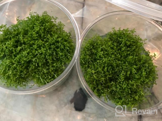 img 1 attached to Live Freshwater Aquarium Plants: Dwarf Baby Tears, Hemianthus Callitrichoides, Java Moss In Vitro TC Cup By Greenpro review by Ryan Cornelison