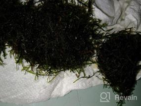 img 6 attached to Grow Beautiful Freshwater Aquarium Plants Easily With Greenpro Java Moss!