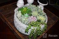 img 1 attached to 14 Pcs Artificial Succulents Plants Unpotted Green Hops String Of Pearls Echeveria Air Plant Picks Bulk For Garden Arrangement Centerpiece Indoor Outdoor Home Decor review by Ryan Mosqueda