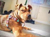 img 1 attached to Adjustable Tribal Pattern Dog Harness For Comfortable And Stylish Outdoor Walking - CollarDirect (Medium, Aquamarine) review by Tony Jockheck