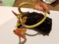 img 1 attached to Hardy Louisiana Pink Water Lily Tuber For Freshwater Aquatic Environments - Live Nymphaea Fabiola Plant Ideal For Aquariums And Fish Ponds By Greenpro review by Robert Abdi