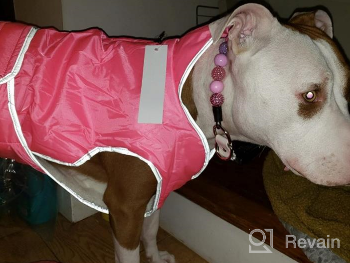 img 1 attached to Keep Your Dog Warm And Visible In The Cold With MIGOHI'S Waterproof And Windproof Dog Coat review by Blake Clemons