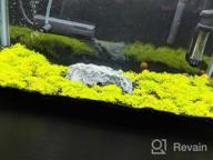 img 1 attached to Live Freshwater Aquarium Plants: Dwarf Baby Tears, Hemianthus Callitrichoides, Java Moss In Vitro TC Cup By Greenpro review by Andy Tran