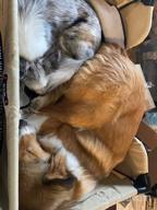 картинка 1 прикреплена к отзыву Дизайн-лежак Lion's Den Petique Bedside Lounge Bunk Bed для среднего размера собак и кошек: поднятый лежак для максимального комфорта. от Andy Tran