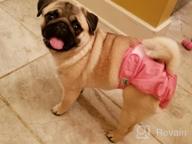img 1 attached to Cos2Be Female Dogs Diapers Washable Reusable Wraps,Soft & Comfortable Diapers For Small To Middle Dog-Pack Of 3(XS) review by Jonathan Roloff