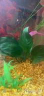 img 1 attached to Add Vibrance To Your Aquarium With Greenpro Anubias Barteri Live Plants review by Jonny Dogruyol