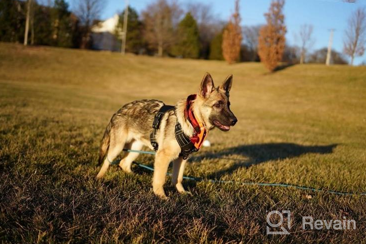 img 1 attached to Soft Padded Nylon Martingale Dog Collar for Training Small Medium Large Dogs - Durable Pet Collars in Black, Orange, Blue, Green, and Pink (S, Neck Size 12" - 16") review by Youssef Coolidge