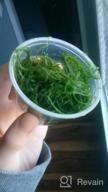 img 1 attached to Grow Beautiful Freshwater Aquarium Plants Easily With Greenpro Java Moss! review by Randy Salgado