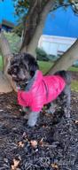 img 1 attached to Warm & Windproof Dog Coats For Small Dogs - LesyPet Grey S review by Mikey Somerville