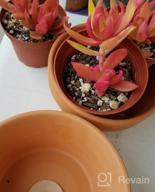 img 1 attached to Set Of 2 POTEY 6.1" Terracotta Planters W/ Drainage Hole For Succulent & Cactus review by Terrance Palau
