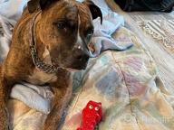 img 1 attached to Rmolitty Indestructible Squeaky Hippo Dog Toy For Tough Aggressive Chewers - Non-Toxic Natural Rubber Chew Toy For Large & Medium Breeds review by Pogo Shakey