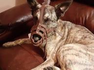 img 1 attached to Leather Basket Dog Muzzle For German Shepherd, Dalmatian, Doberman Setter & Medium-Large Breeds - Black/Brown (L) review by Craig Sethuraman