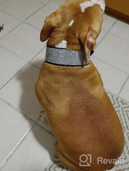 img 1 attached to Soft Velvet Rhinestone Dog Collar With Feminine Charm - Perfect For Medium And Large Female Breeds review by Steve Arnold