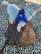 картинка 1 прикреплена к отзыву Breathable Mesh Harness For Small And Medium Dogs With Reflective Soft Padding - Joytale Step-In Harness In 12 Colors (Teal, L) от Ghostnote Azevedo