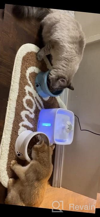 img 1 attached to Elevated Cat Water Bowl - Ceramic Raised Tilted Feeder Prevents Vomiting, Perfect For Small Dogs & Fat Faced Cats (White) review by Amy Moore