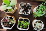 img 1 attached to 6 Small Ceramic Succulent Planter Pots With Drainage Hole & Bamboo Tray - White Porcelain Garden Decor For Home And Office (No Plants) review by Kyle Brown