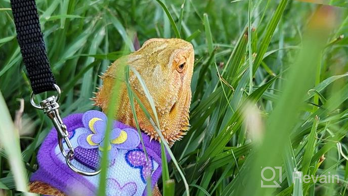 img 1 attached to Soft & Adjustable Handmade Harness Vest And Leash Set For Small Pets - Hamsters, Rats, Iguanas, Bearded Dragons, And Ferrets In Purple review by Charles Barlow
