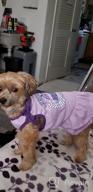img 1 attached to 2 Pack Princess Bowtie Dog Dresses - Cute Sundresses For Small Dogs By KYEESE review by Cory Whitney