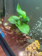 img 1 attached to Add Vibrance To Your Aquarium With Greenpro Anubias Barteri Live Plants review by Prentice Martin