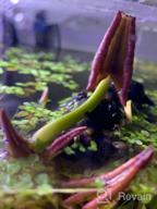 img 1 attached to Hardy Louisiana Pink Water Lily Tuber For Freshwater Aquatic Environments - Live Nymphaea Fabiola Plant Ideal For Aquariums And Fish Ponds By Greenpro review by Hartman Hernandez