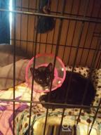 img 1 attached to Adjustable Small Dog Cone – Lightweight Elizabethan Collar For Post-Surgery Recovery (Blue) review by Jeff Young