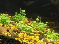 img 1 attached to Vibrant And Lively: Japanese Tissue Culture Hydrocotyle Tripartita For Your Freshwater Aquarium review by Brian Stepp