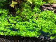 img 1 attached to Greenpro Micranthemum Monte Carlo: Live Large Pearl Grass Aquatic Plant In Tissue Culture Cup For Freshwater Fish Tanks And Aquariums review by Cory Whitney