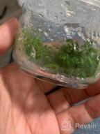 img 1 attached to Vibrant And Lively: Japanese Tissue Culture Hydrocotyle Tripartita For Your Freshwater Aquarium review by Jeremy Gorsage