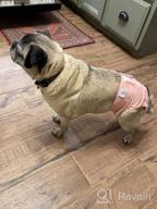 img 1 attached to 3 Pack CuteBone Female Dog Diapers - Small Size D14S For Doggie review by Mike Betzing