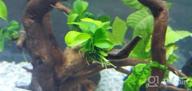 img 1 attached to Lush Live Aquarium Plants: Pest & Algae Free Greenpro Tissue Cup With Lagenandra Meeboldii, Anubias, Cryptocoryne, Bucephalandra & Piptospatha Ridleyi review by Ryan Calabro