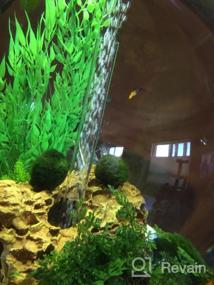 img 6 attached to Freshwater Fish Tank Aquarium Plant - Bolbitis Difformis Baby Leaf Fern On Driftwood By Greenpro