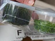 img 1 attached to Live Freshwater Aquarium Plants: Dwarf Baby Tears, Hemianthus Callitrichoides, Java Moss In Vitro TC Cup By Greenpro review by Ismael Hennigan