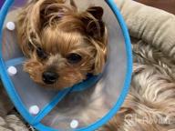 img 1 attached to Adjustable Small Dog Cone – Lightweight Elizabethan Collar For Post-Surgery Recovery (Blue) review by Keri Aziz