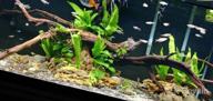 img 1 attached to Revitalize Your Freshwater Fish Tank With Greenpro Microsorum Pteropus Java Fern - Full Potted Live Aquarium Plants review by Troy Caldwell