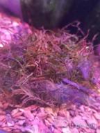 img 1 attached to Grow Beautiful Freshwater Aquarium Plants Easily With Greenpro Java Moss! review by James Richardson