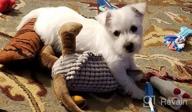 картинка 1 прикреплена к отзыву Squeaky Armadillo Pet Plush Dog Chew Toy - Hollypet Dark Gray от Nathan Hutchinson