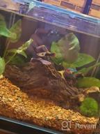 img 1 attached to Add Vibrance To Your Aquarium With Greenpro Anubias Barteri Live Plants review by Mark Hicks