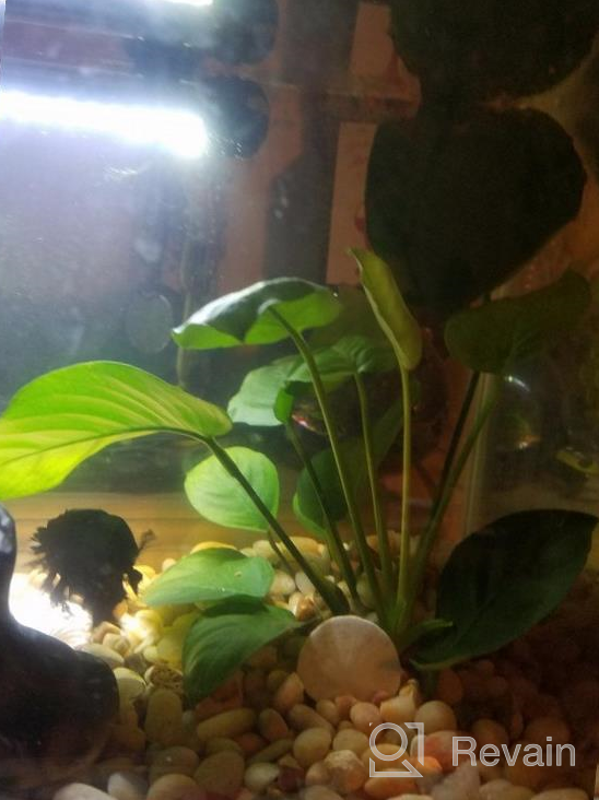 img 1 attached to Add Vibrance To Your Aquarium With Greenpro Anubias Barteri Live Plants review by Adam Aponte