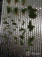 img 1 attached to Live Freshwater Aquarium Plants: Dwarf Baby Tears, Hemianthus Callitrichoides, Java Moss In Vitro TC Cup By Greenpro review by Trey Crosland