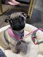 img 1 attached to Adjustable Reflective Dog Harness And Leash Set - Soft Mesh Comfort Fit Step-In Puppy Vest Harness For Small And Medium Dogs - No Pull, No Choke Design (XS, Pink) review by Dan Tsourvakas