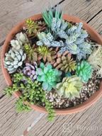 img 1 attached to 14 Pcs Artificial Succulents Plants Unpotted Green Hops String Of Pearls Echeveria Air Plant Picks Bulk For Garden Arrangement Centerpiece Indoor Outdoor Home Decor review by Kelz Dixon