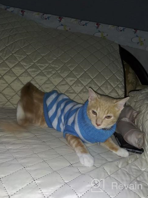 img 1 attached to High Stretch And Soft Striped Kitty Sweater For Cats And Small Dogs - Evursua Knitwear For Male And Female Pets (S, Blue) - Keeping Them Warm And Fashionable review by Dwayne Shavers