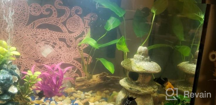 img 1 attached to Live Anubias Hastifolia Arrowhead Aquarium Plant - Enhance Your Freshwater Fish Tank With Natural Decoration And Aquatic Beautification review by Gina Estevez