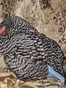 img 5 attached to Стильные и функциональные подгузники для домашней птицы - подгузник Bonaweite'S для гуся, утки, курицы и курицы