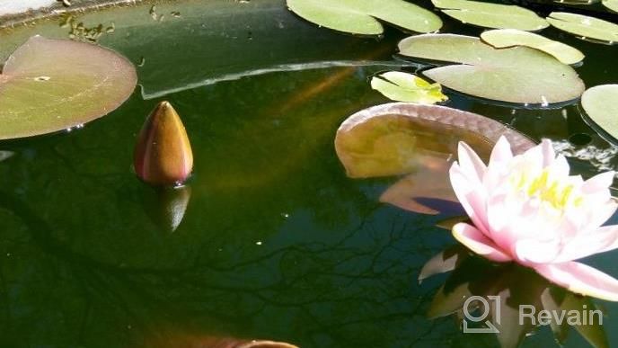 img 1 attached to Hardy Louisiana Pink Water Lily Tuber For Freshwater Aquatic Environments - Live Nymphaea Fabiola Plant Ideal For Aquariums And Fish Ponds By Greenpro review by Durioki Cordaro