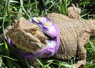 img 1 attached to Soft & Adjustable Handmade Harness Vest And Leash Set For Small Pets - Hamsters, Rats, Iguanas, Bearded Dragons, And Ferrets In Purple review by Mike Burnett