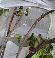 img 1 attached to 23.6 Inch Pop-Up Insect & Butterfly Habitat Cage By RESTCLOUD review by Luis Shreibman